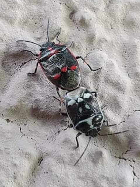 Eurydema oleracea - paréjpoloska Eurydema oleracea - paréjpoloska