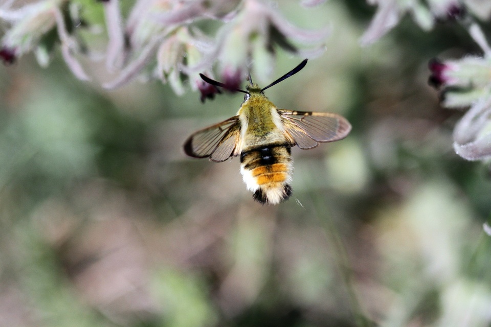 Hemaris tityus - pöszörszender