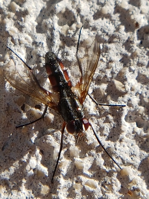 Mintho rufiventris