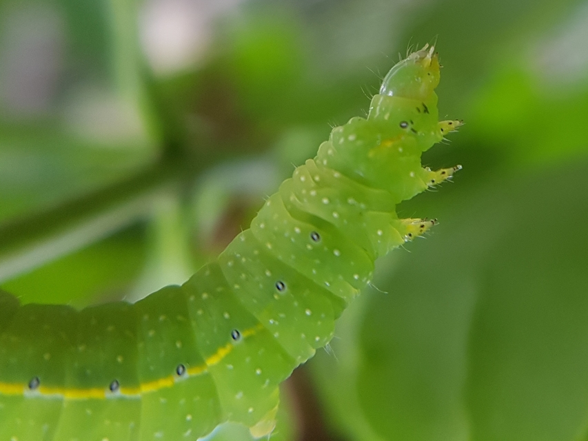 Amphipyra pyramidea - fahéjszínű bagoly