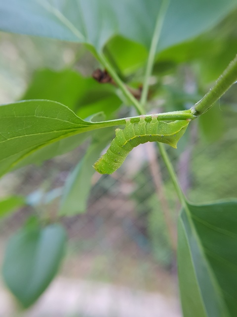 Amphipyra pyramidea - fahéjszínű bagoly