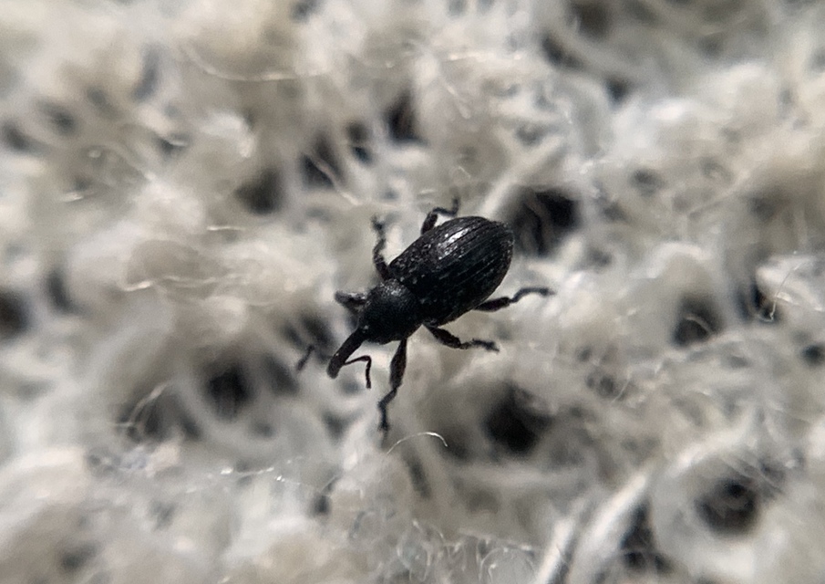Smicronyx reichii - szemölcsös arankaormányos