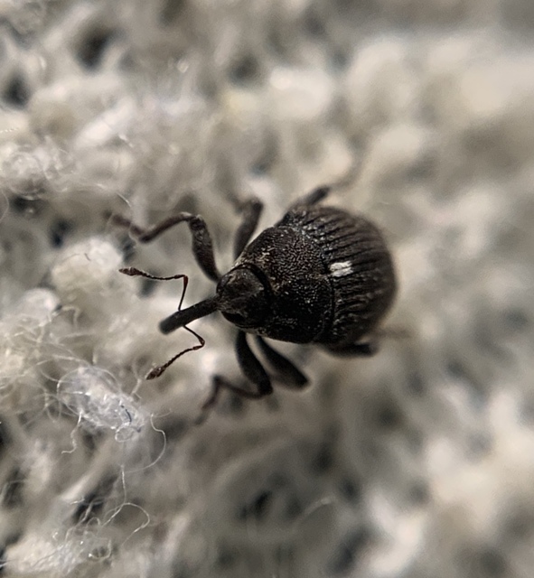 Glocianus distinctus - pitypang-gömbdedormányos