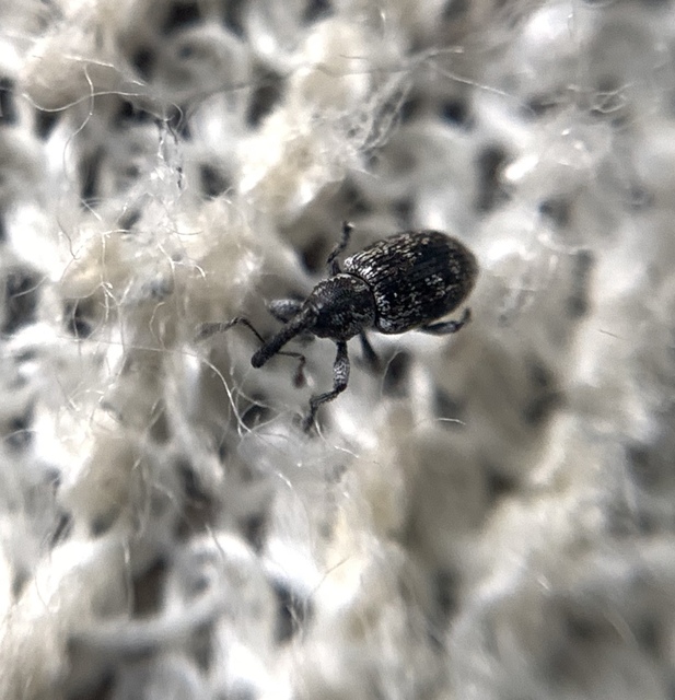 Smicronyx reichii - szemölcsös arankaormányos