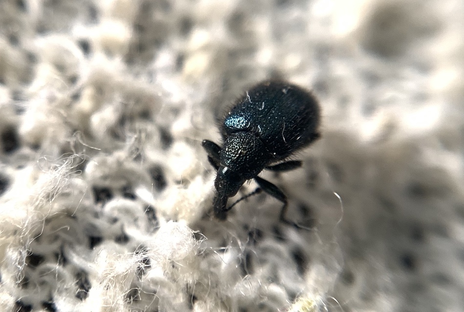 Involvulus pubescens - szőrös eszelény