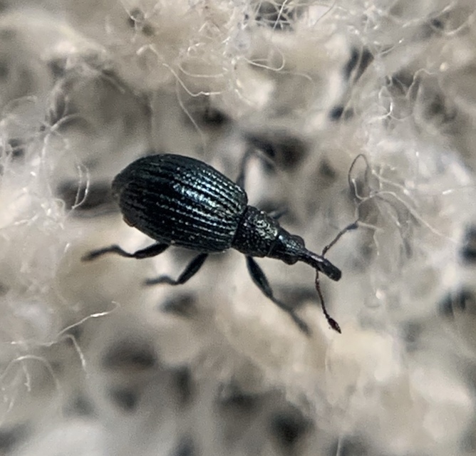 Ischnopterapion virens - lóheregyökér-cickányormányos