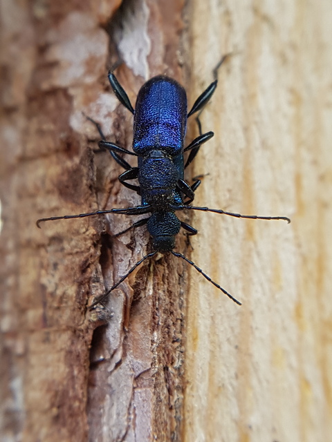 Callidium violaceum - kék korongcincér