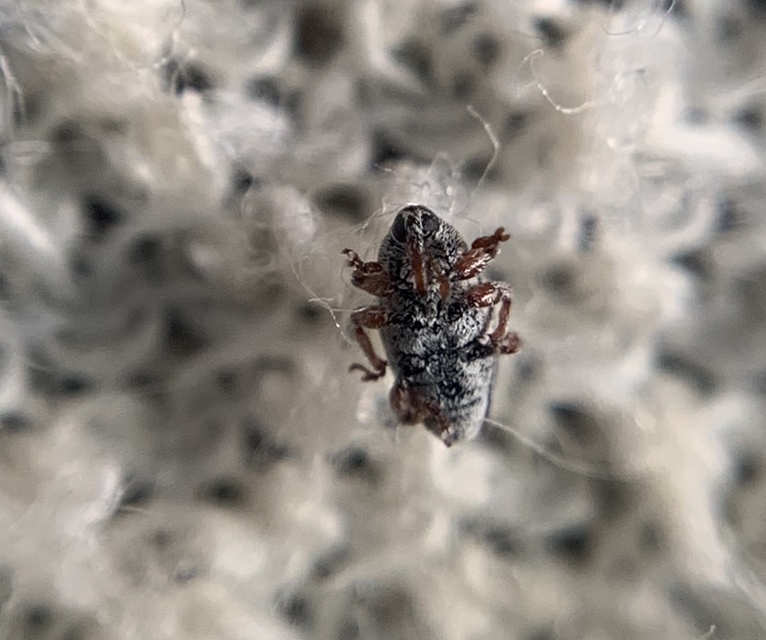 Tychius stephensi - rétihere-tímárormányos