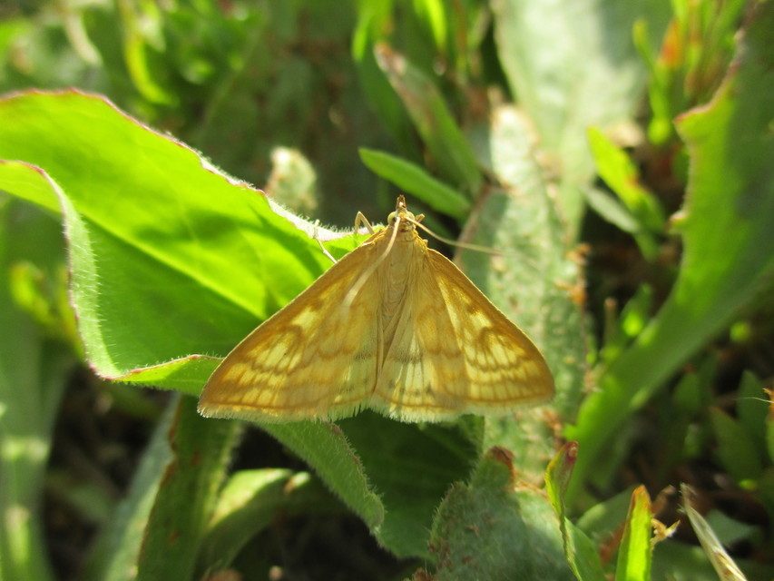 Sitochroa verticalis - világossárga dudvamoly