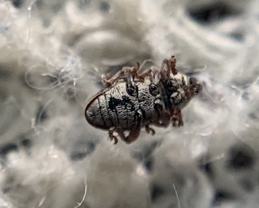 Tychius flavus - lucernamag-tímárormányos