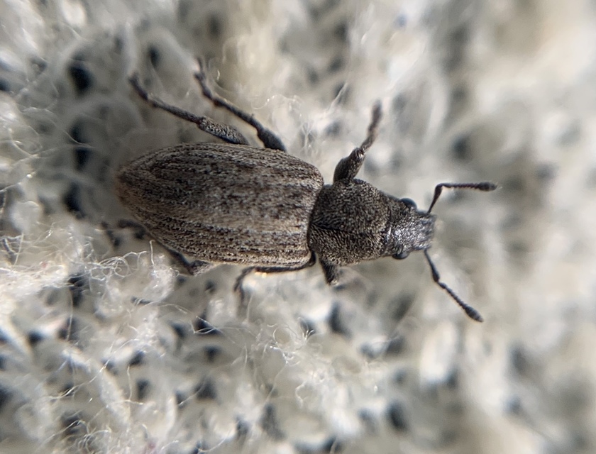 Tanymecus dilaticollis - kukorica-hegyesfarúbarkó