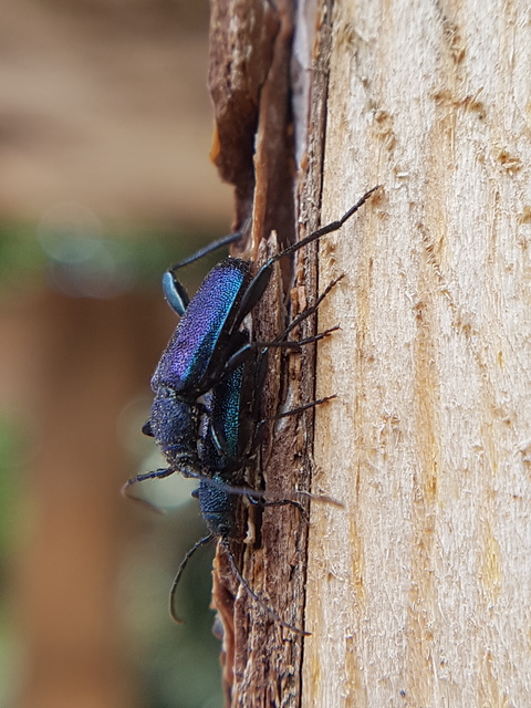 Callidium violaceum - kék korongcincér