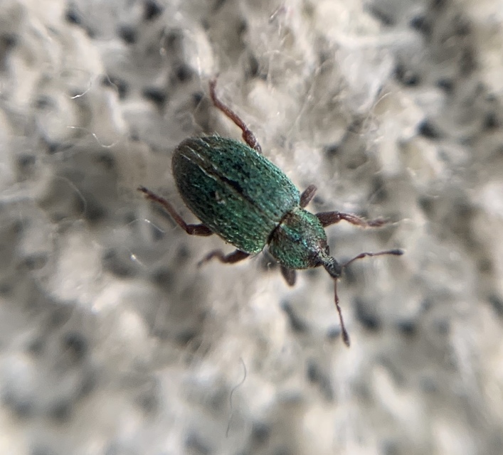 Hypera nigrirostris - pompás pikkelyesormányos