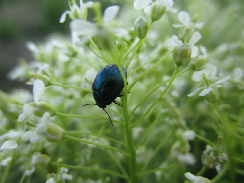 Colaphellus sophiae - mustárbogár