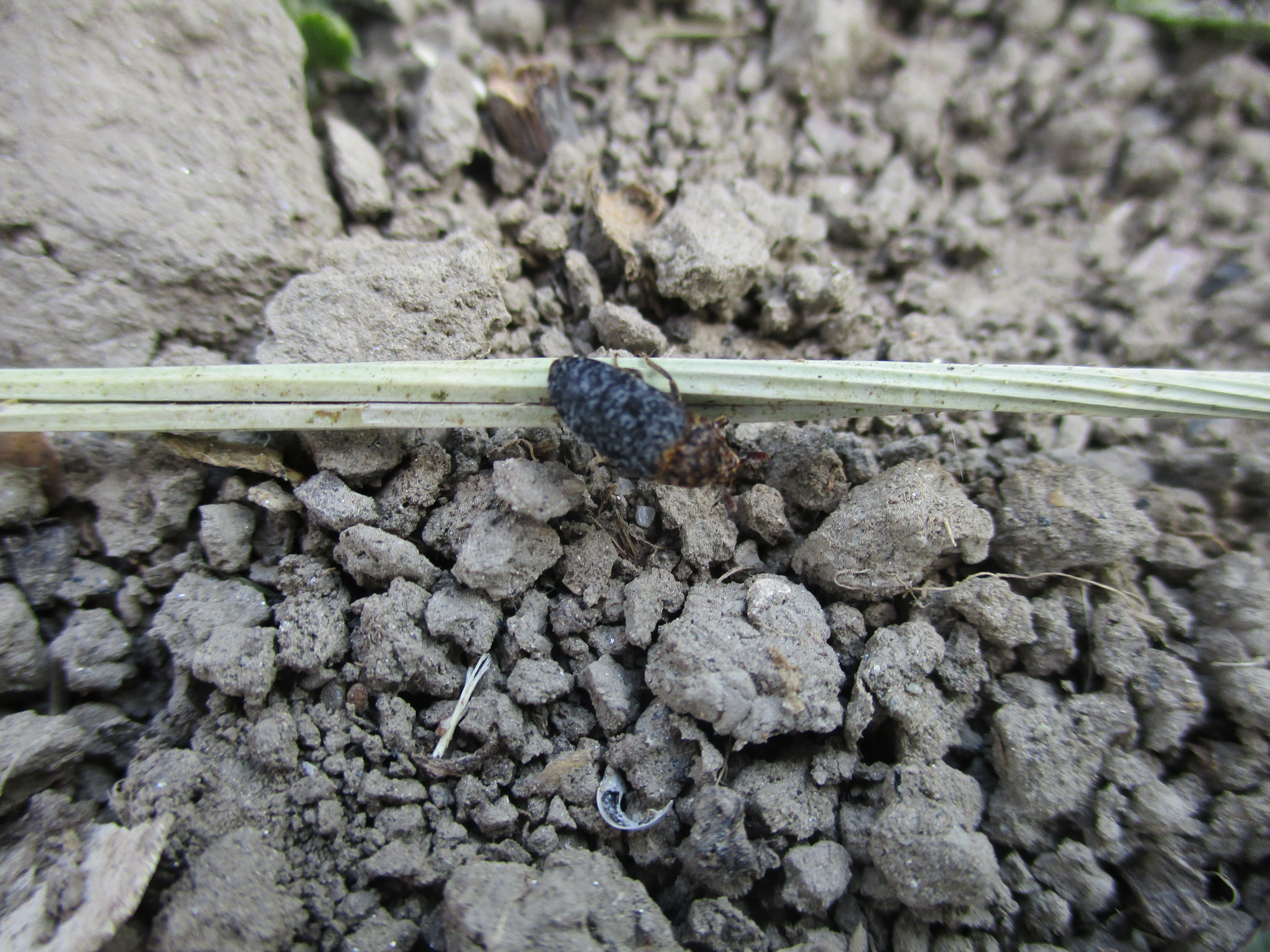 Dermestes undulatus - márványos porva Dermestes undulatus - márványos porva
