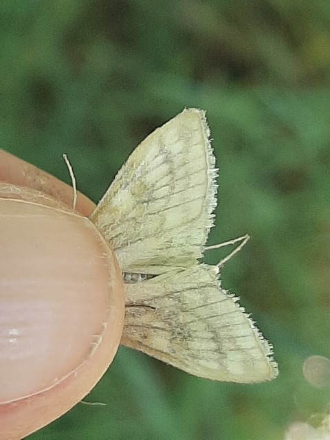 Sitochroa verticalis - világossárga dudvamoly