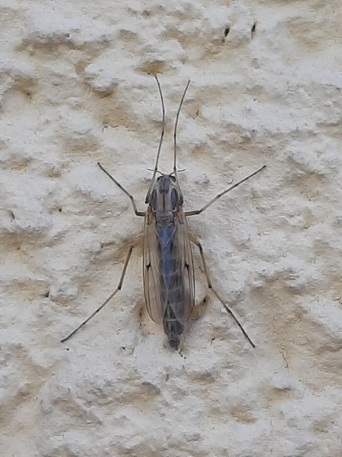 Chironomidae - árvaszúnyogok