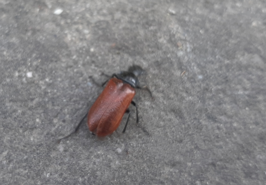 Omophlus proteus - közönséges pejbogár Omophlus proteus - közönséges pejbogár