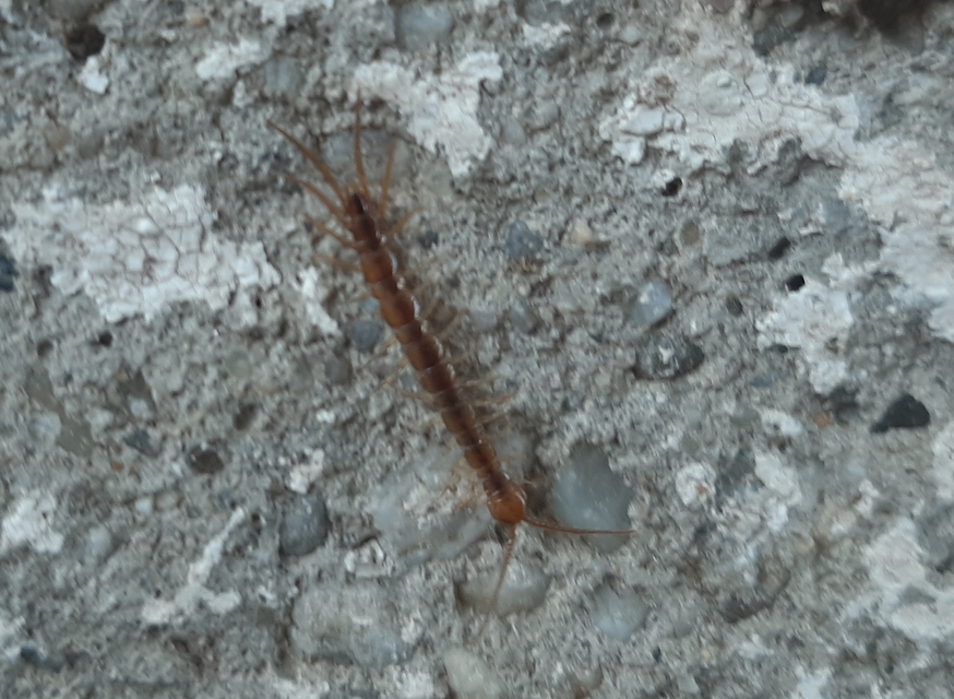 Lithobiidae