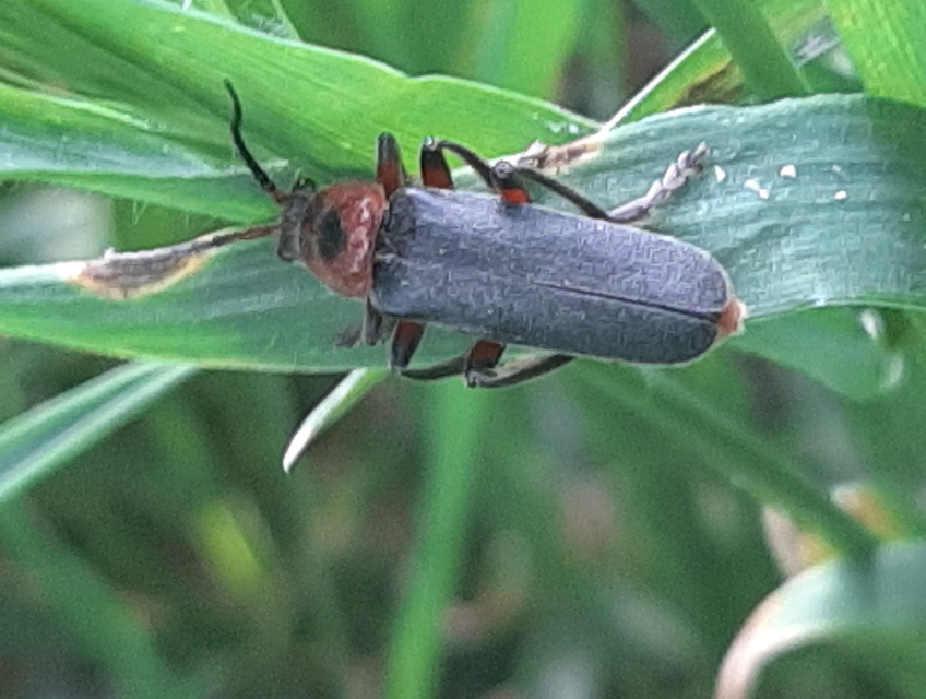 Cantharis rustica - suszterbogár