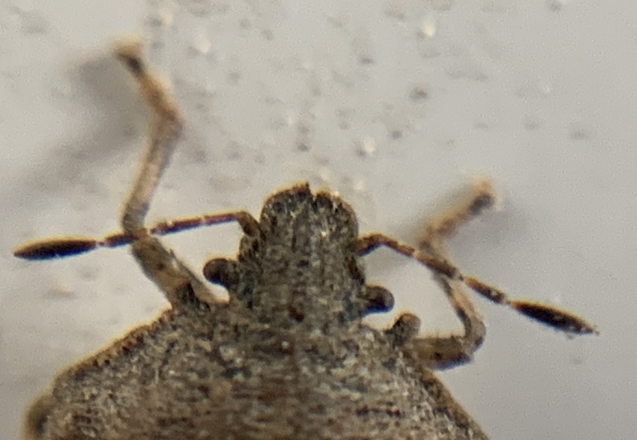Podops rectidens Podops rectidens