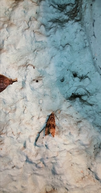 Celypha lacunana - vízparti tükrösmoly