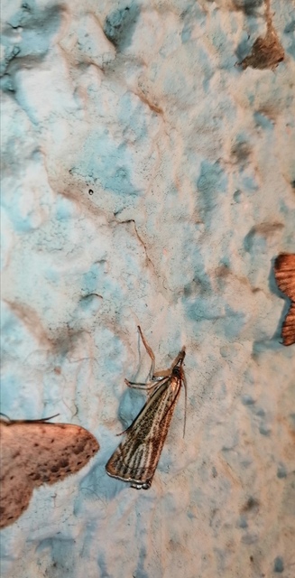 Thisanotia chrysonuchella - tavaszi fűgyökérmoly