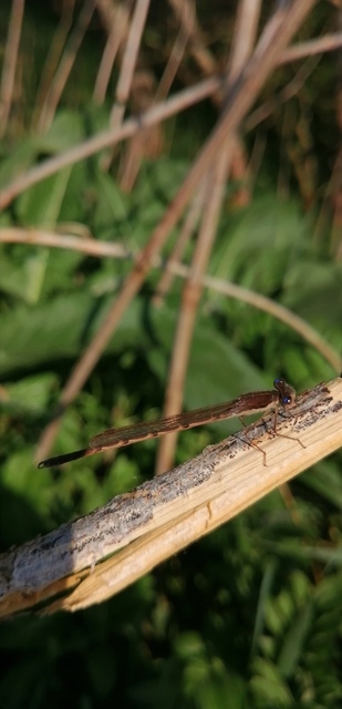 Sympecma fusca - téli rablószitakötő