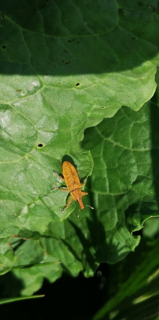 Lixus bardanae - lórom-dudvabarkó