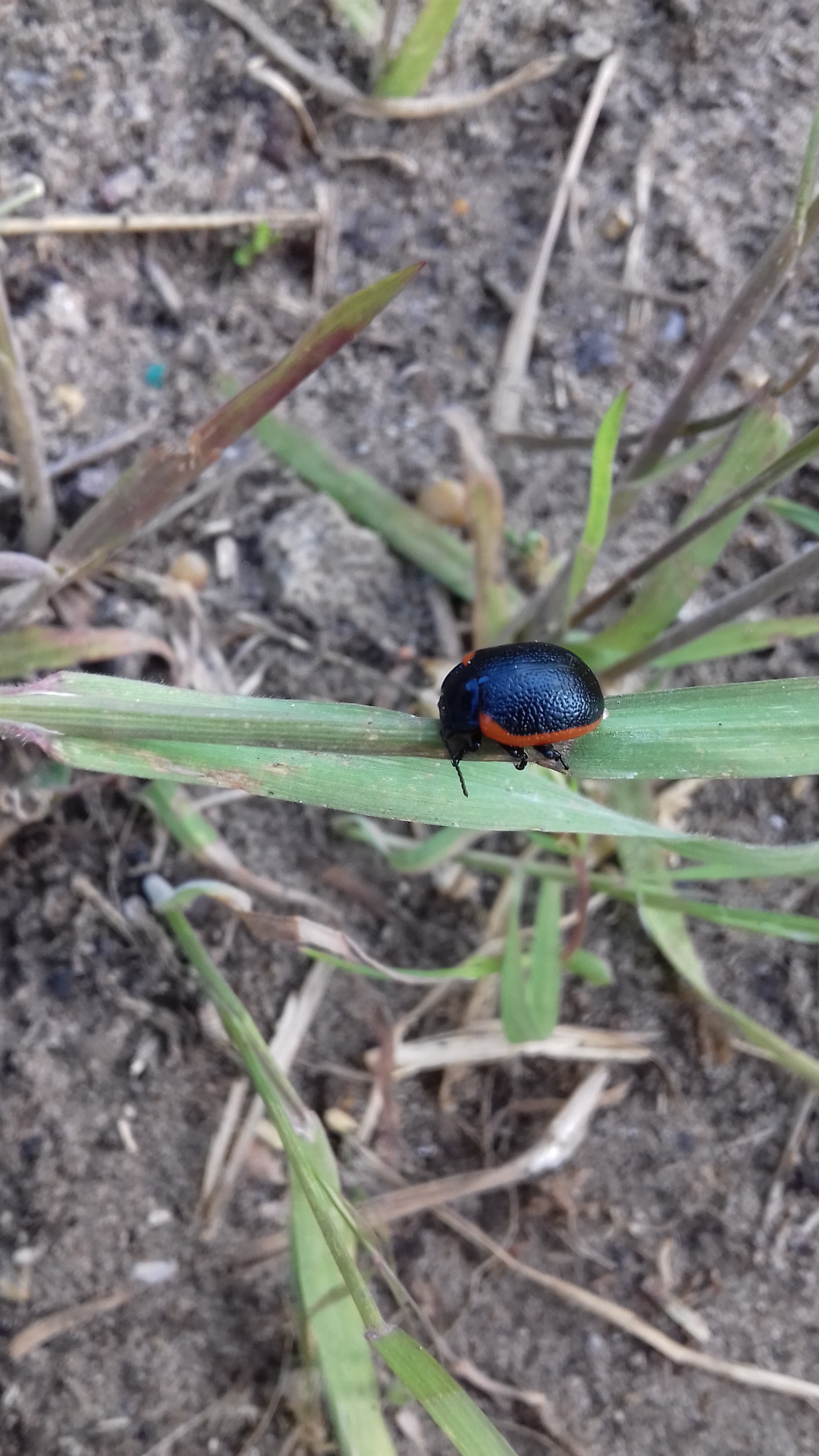 Chrysolina