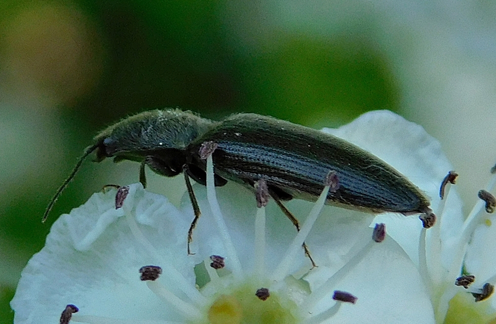 Melanotus