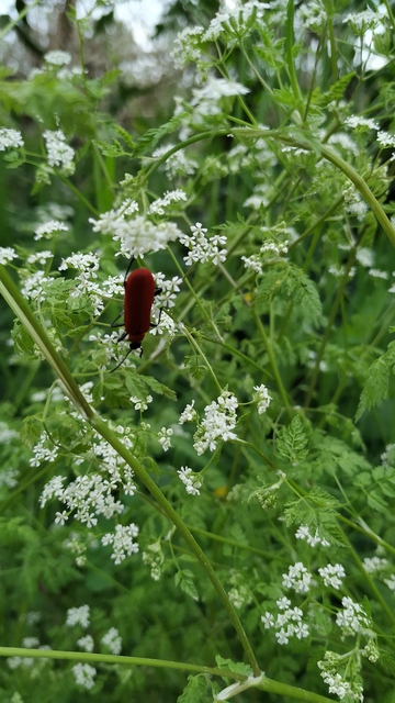 Pyrochroa coccinea - nagy bíborbogár