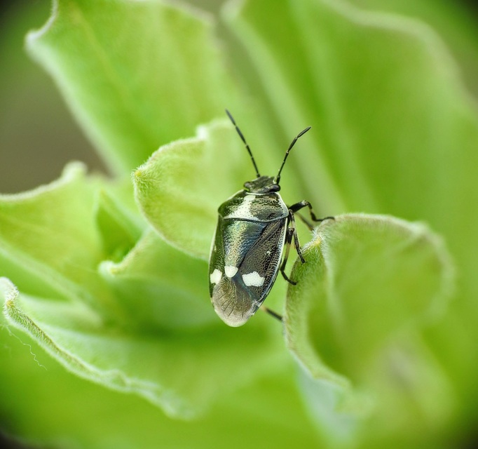 Eurydema oleracea - paréjpoloska Eurydema oleracea - paréjpoloska