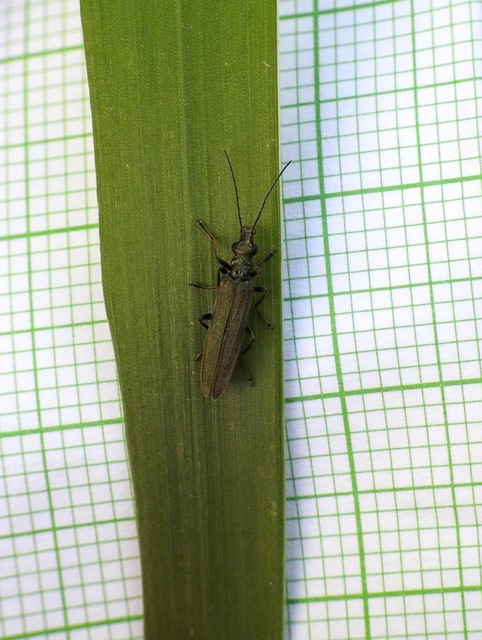 Oedemera