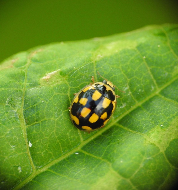 Propylea quatuordecimpunctata - tizennégypettyes füsskata