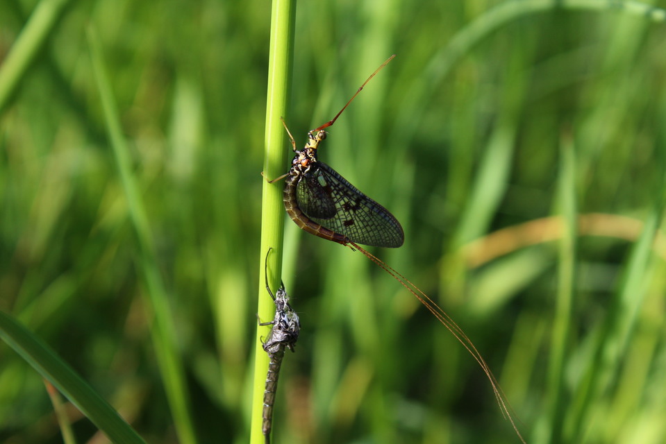 Ephemera vulgata - közönséges tarkakérész