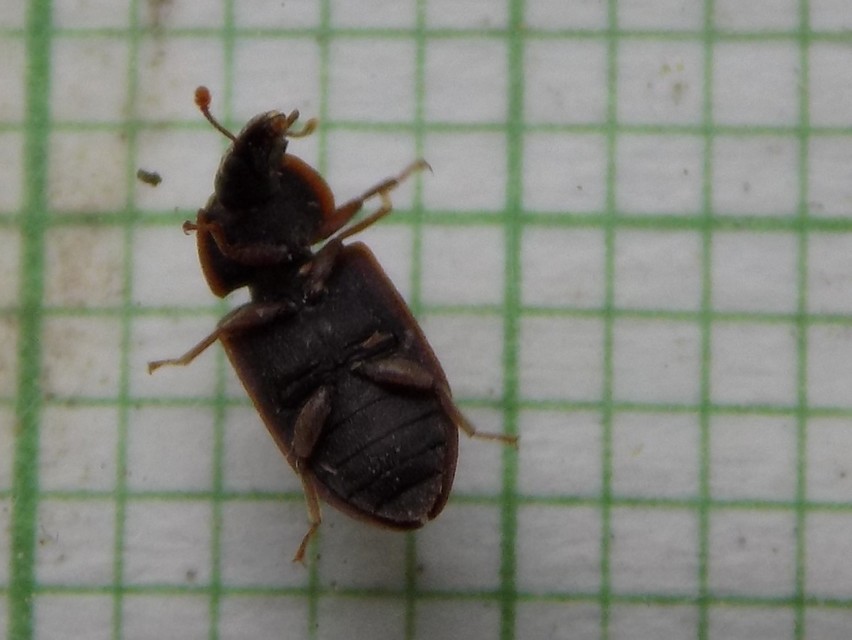 Colobicus hirtus - szegélyes héjbogár