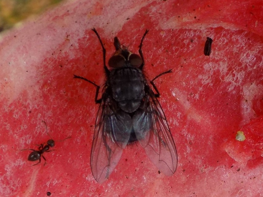 Calliphora