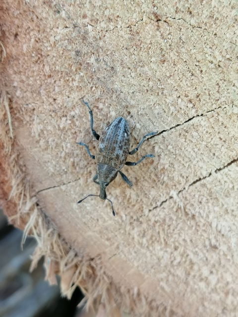 Lepyrus capucinus - pettyes fűzormányos