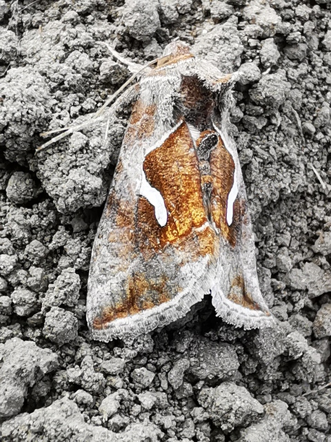 Macdunnoughia confusa - cseppfoltos ezüstbagoly