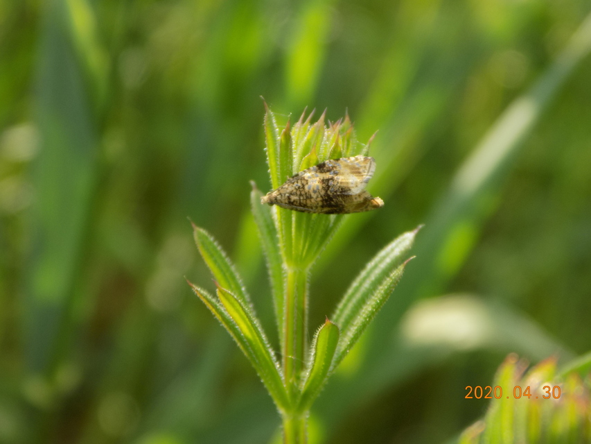 Celypha lacunana - vízparti tükrösmoly