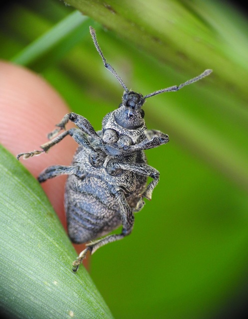 Otiorhynchus ligustici - vincellér-gyalogormányos