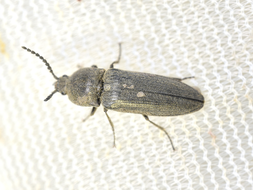 Cidnopus pilosus - szőrös pattanó