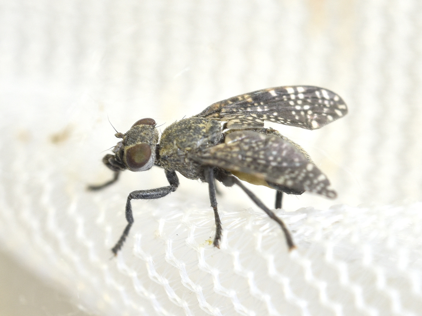 Platystoma