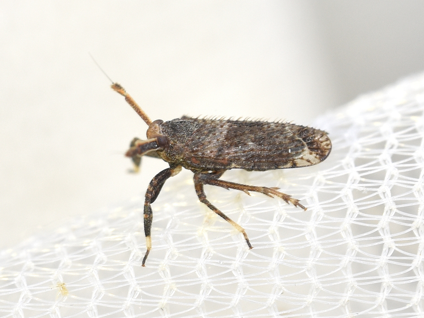 Asiraca clavicornis