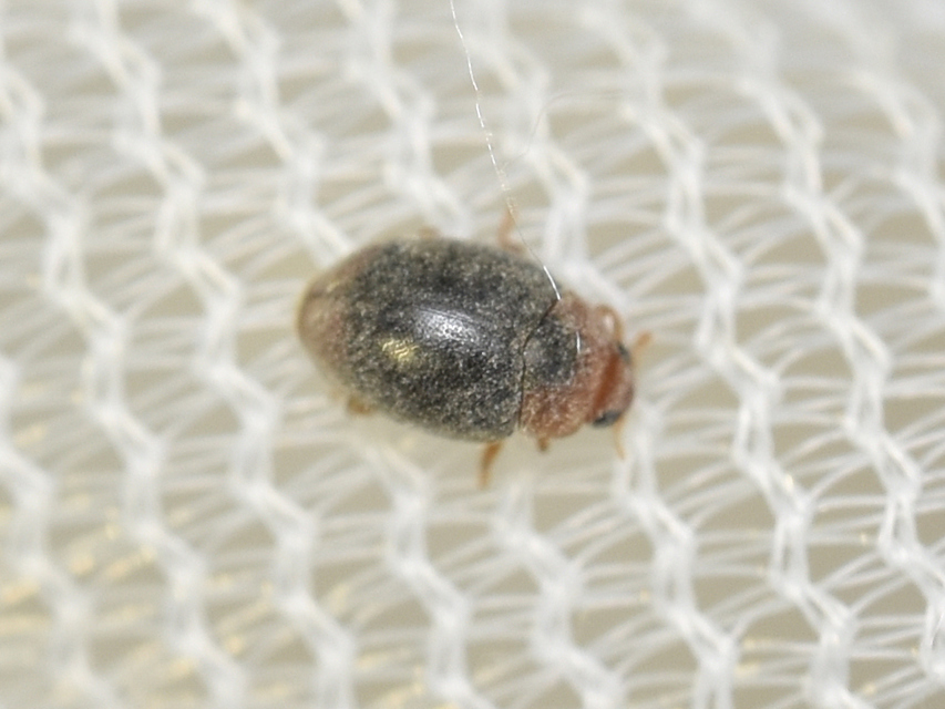 Scymnus haemorrhoidalis - sárgavégû bödice