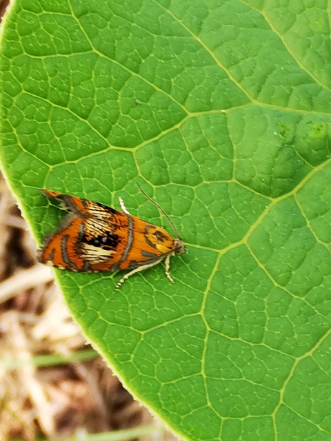 Olethreutes arcuella - avarevő tükrösmoly