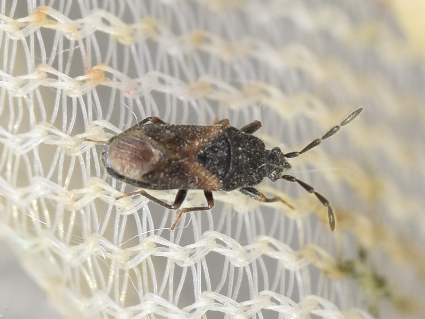 Tropistethus holosericus - törpebodobács