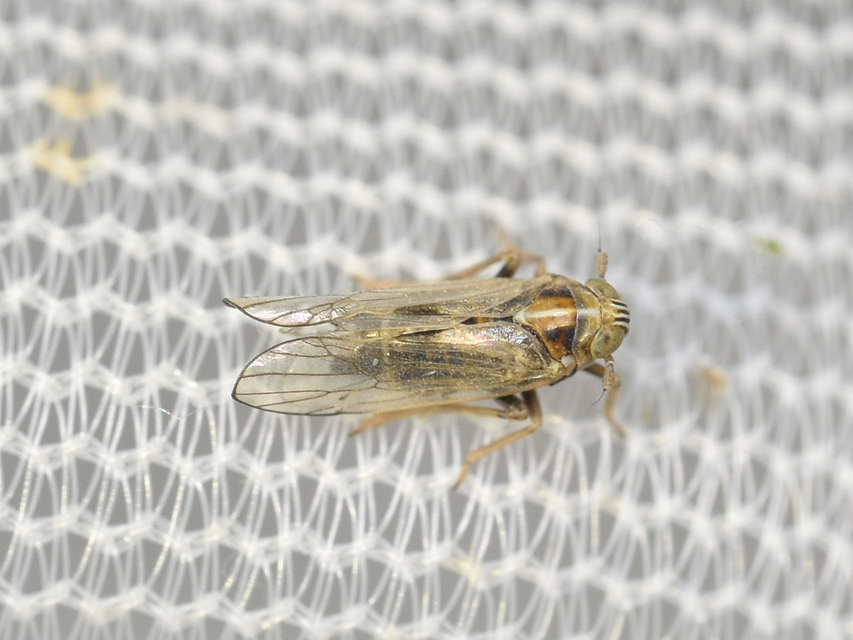 Delphacidae - sarkantyús kabócák