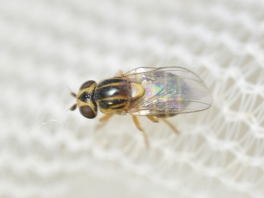 Chloropidae - gabonalegyek